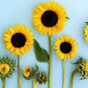 Meet your Posher, Camille